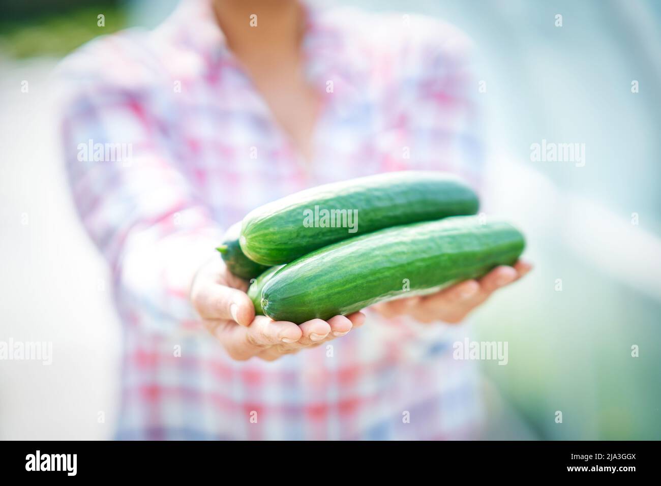 Bild einer jungen Gärtnerin mit Gurke Stockfoto