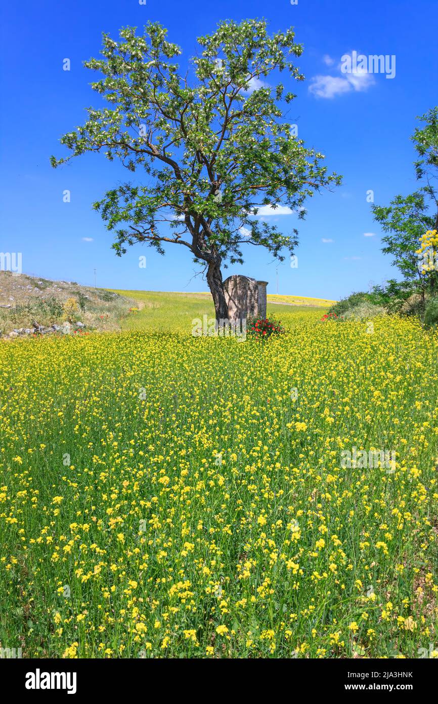 OSTERN. Tod und Wiedergeburt: Feld von gelben Blumen mit Grab gekrönt von einsamen Baum auf blauem Himmel. Stockfoto