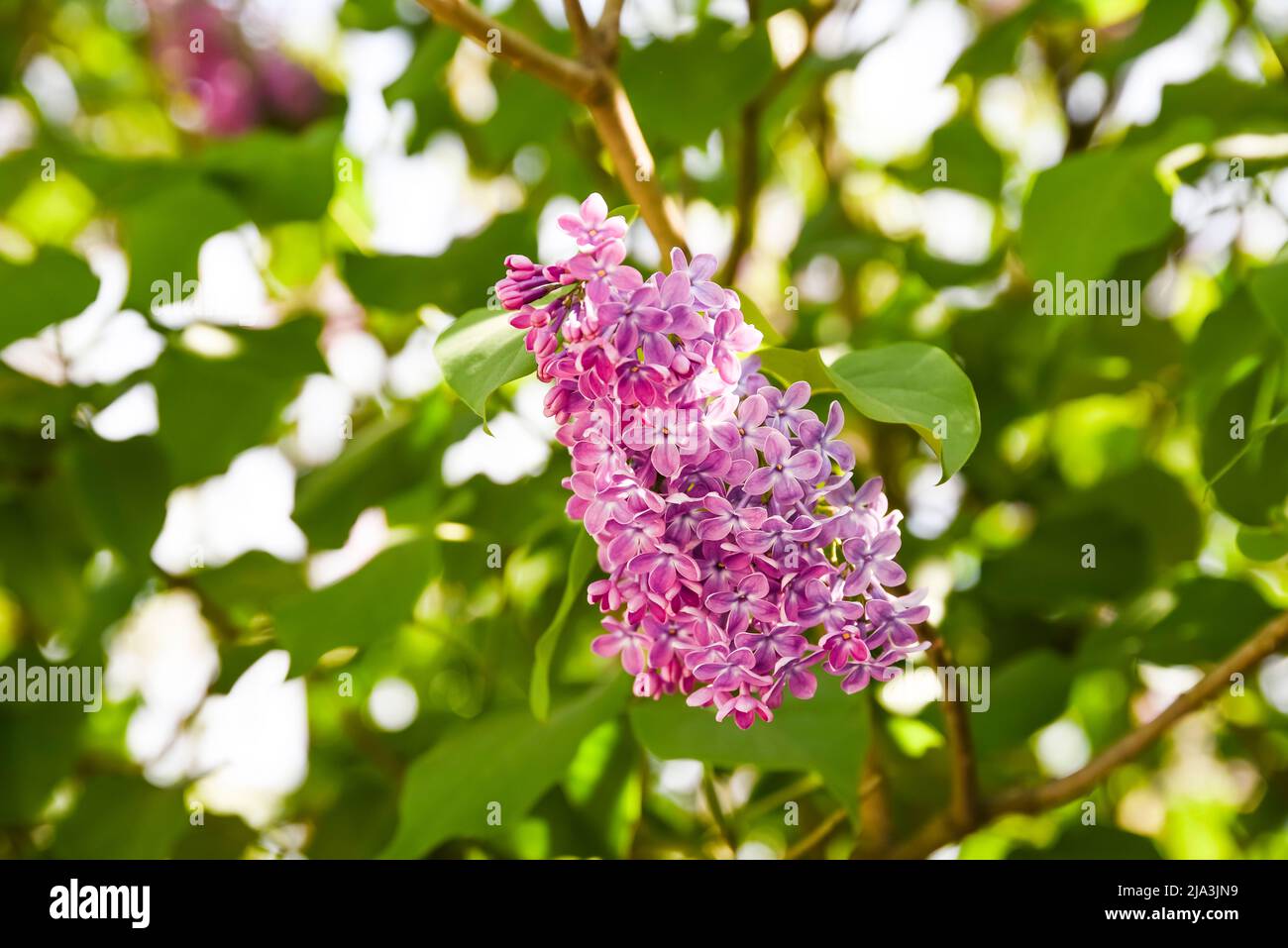 Flieder blüht im Garten. Rosa Blumen blühen wunderschön im Garten. Stockfoto