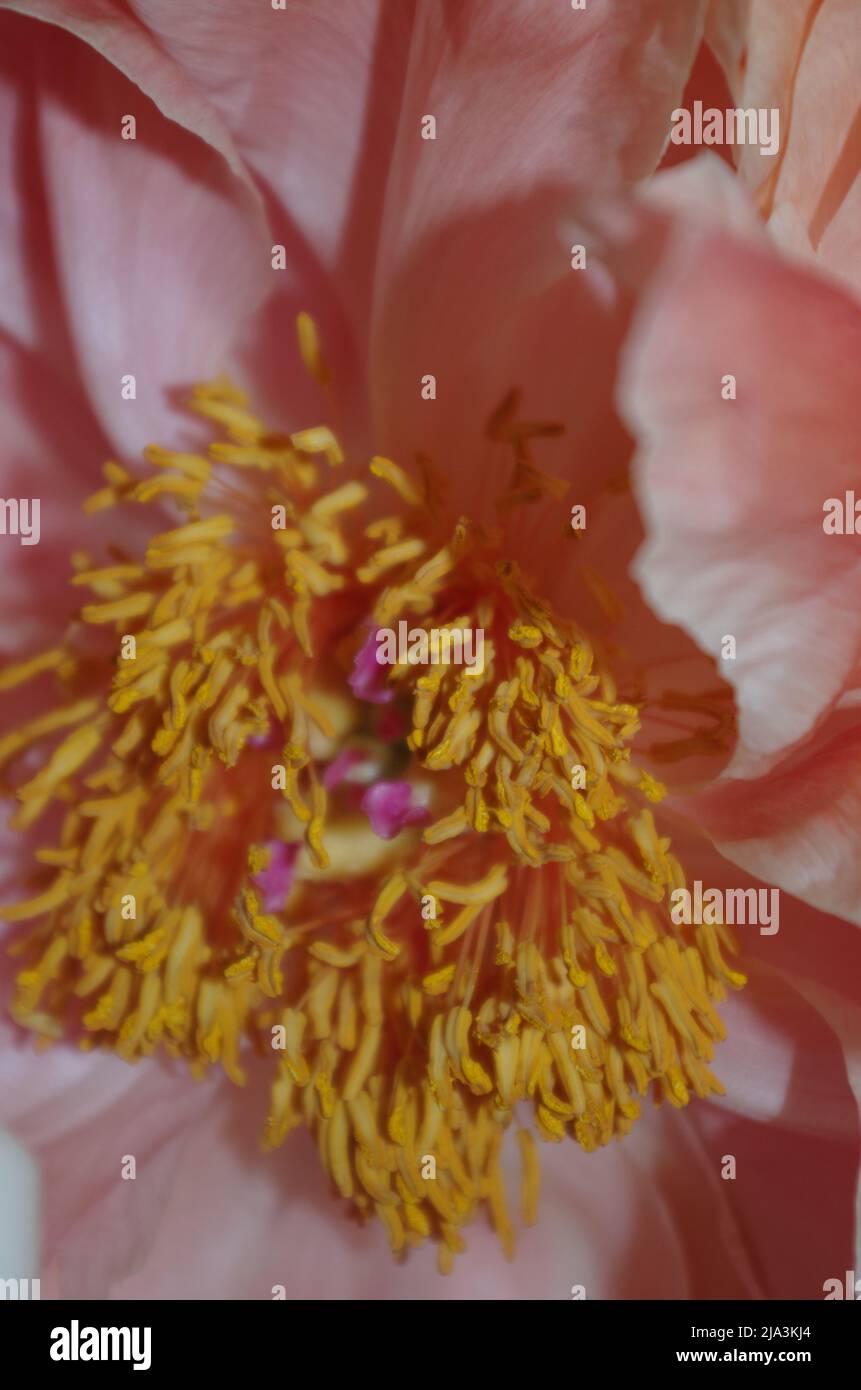 Pfingstrosen-Bouquet, zu Hause. Stockfoto