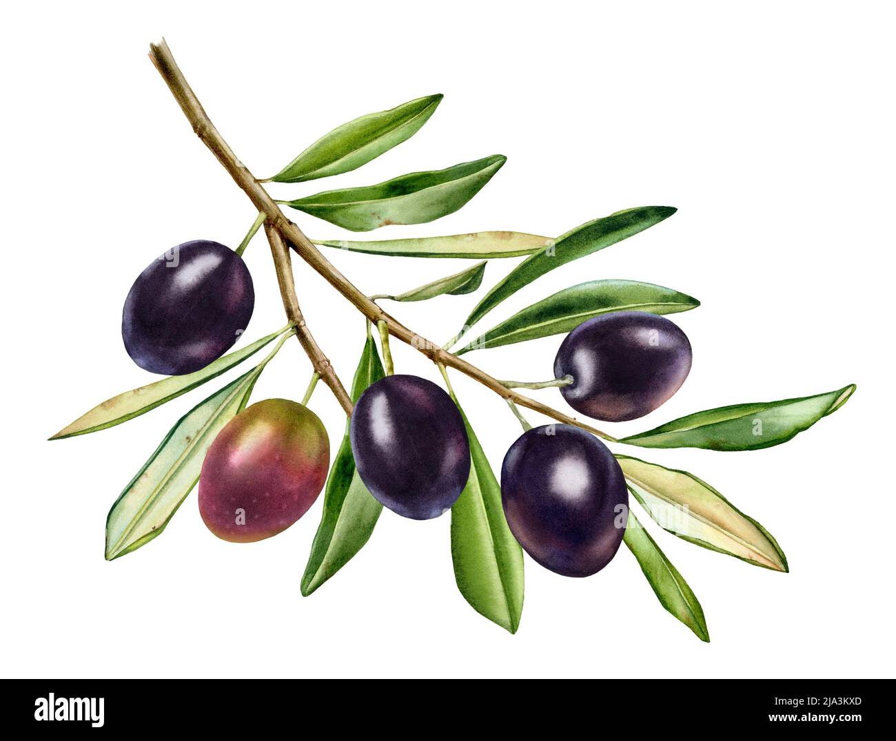 Schwarze Oliven in Aquarell. Großer Zweig mit glänzenden Früchten und Blättern. Realistische Malerei mit frischen reifen Oliven. Botanische Abbildung auf weiß. Hand Stockfoto