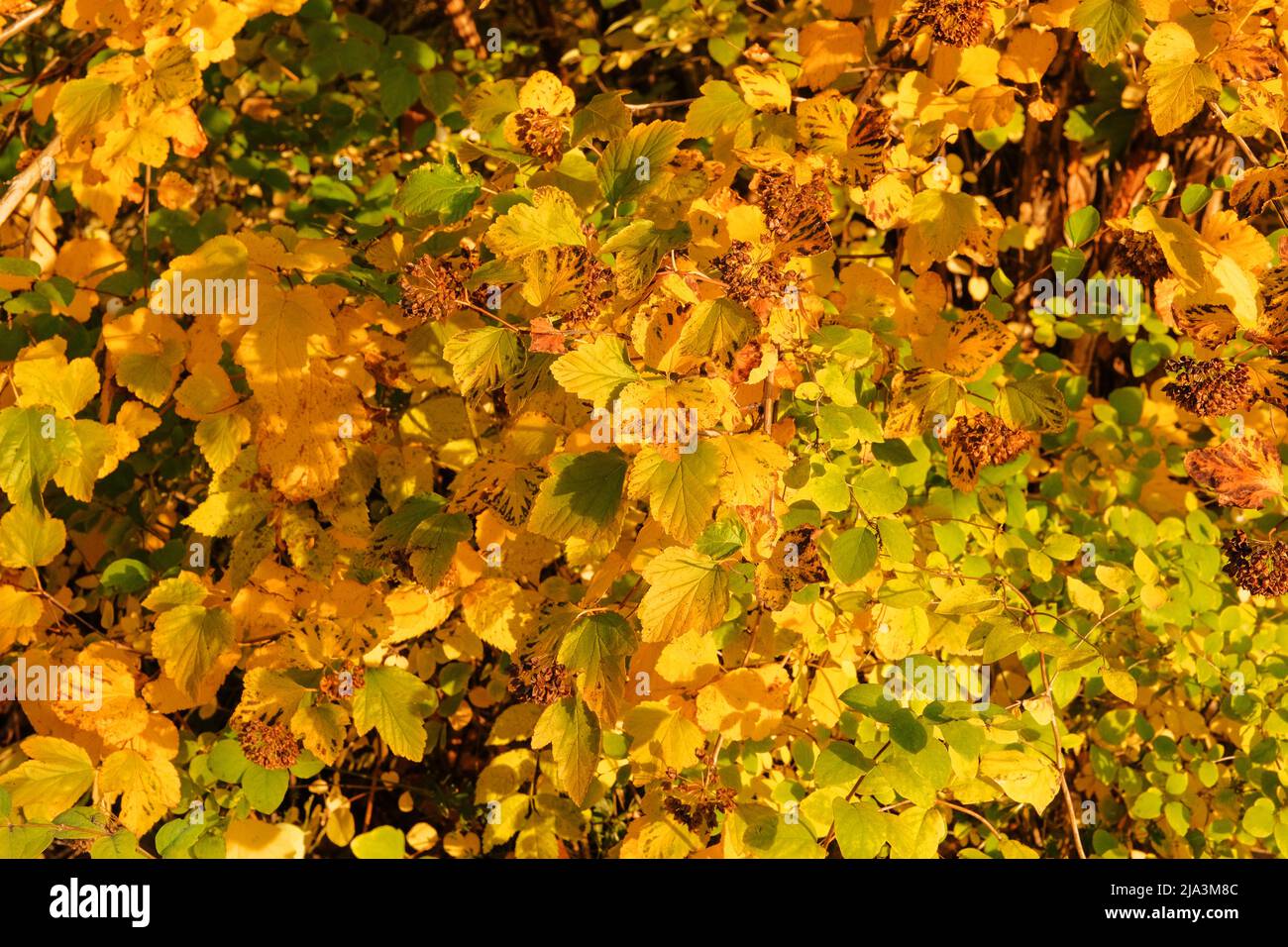 Gelbe Herbstblätter im malerischen Herbstpark. Parken Sie in der Stadt. Sonniger Tag, warmes Wetter. Herbst im Wald. Stockfoto