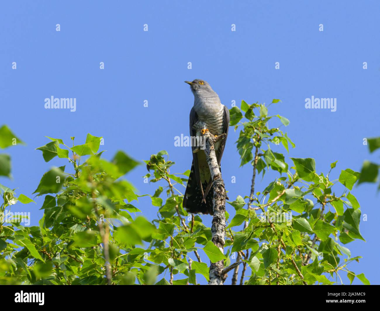 Ein Kuckuck auf einem Baum, blauer Himmel, sonniger Tag im Frühling, Wien (Österreich) Stockfoto