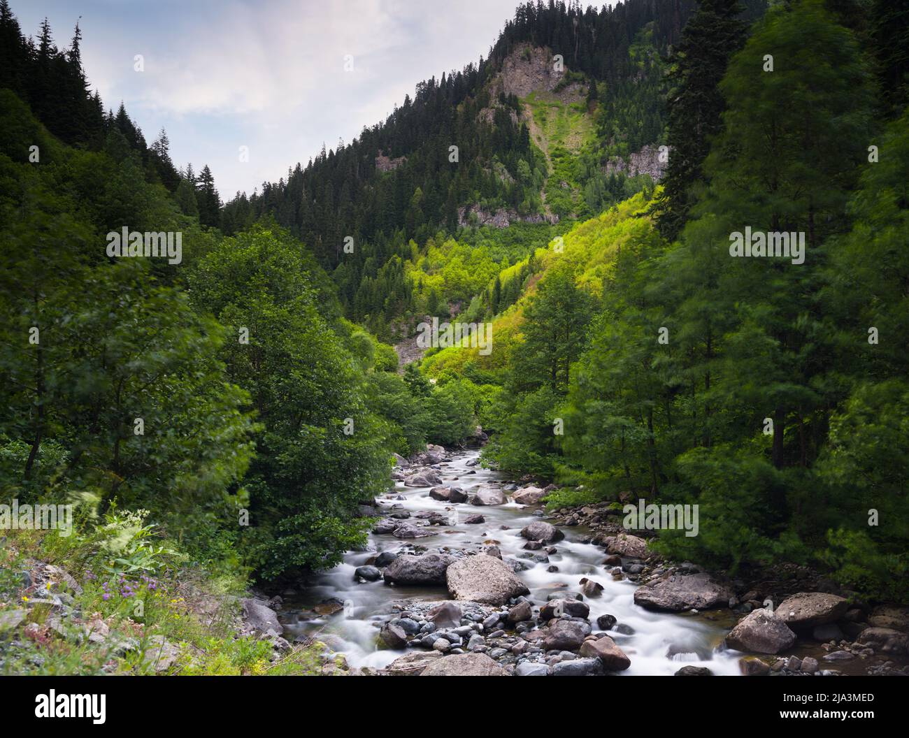 Bach fließt in hohen Waldgebiet. Bild des Baches im Bergtal. Sauberes Wasser und Naturkonzept. Es ist Frühling. Stockfoto