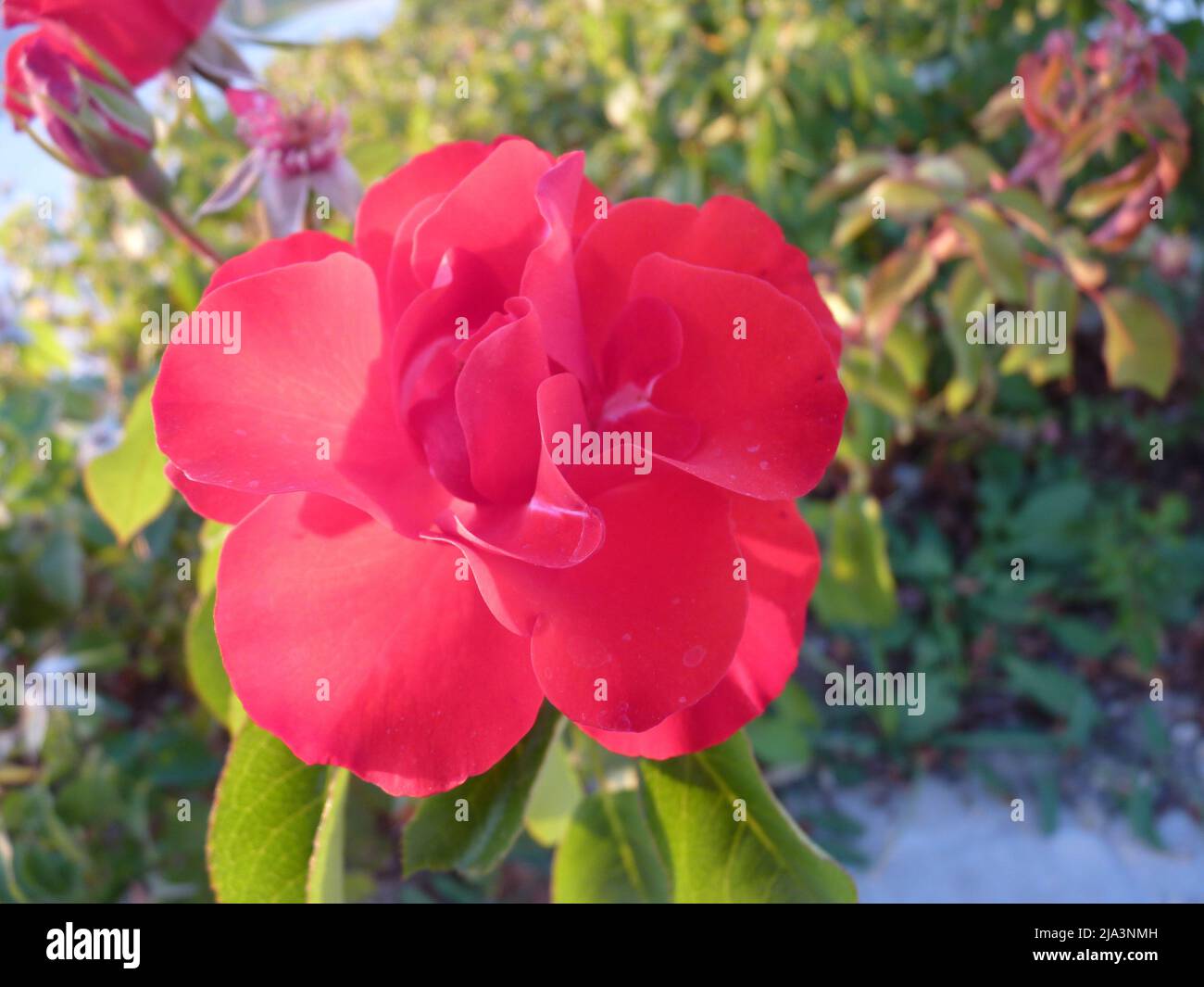 Leuchtende rote Rose in voller Blüte mit mehrschichtigen Blütenblättern und natürlichem Sonnenlicht Stockfoto