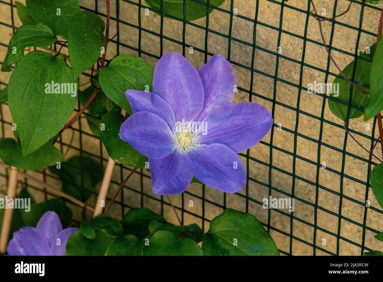 Clematis wurzeln Fotos und Bildmaterial in hoher Auflösung Alamy