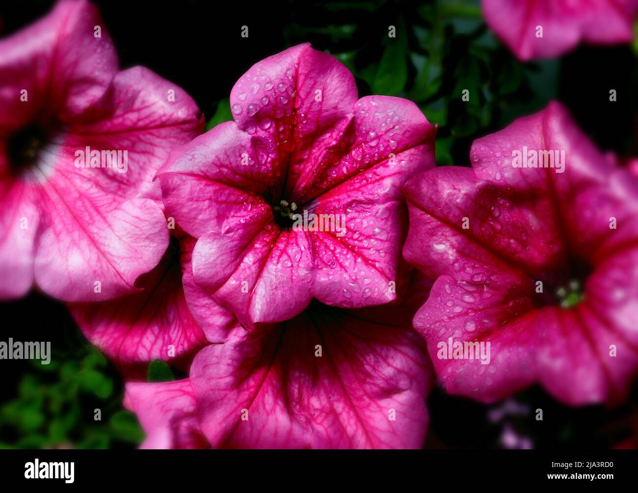 Nahaufnahme von Blumen mit Wassertropfen auf Blütenblättern, heller festlicher Hintergrund, Frische der Natur und Farbenreichtum. Stockfoto