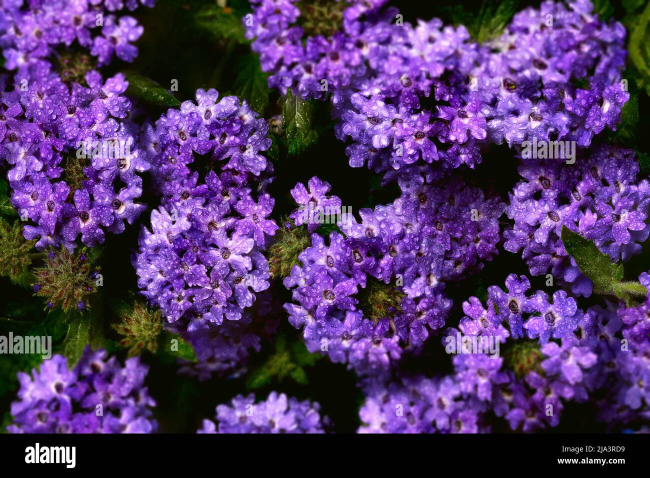 Nahaufnahme von Blumen mit Wassertropfen auf Blütenblättern, heller festlicher Hintergrund, Frische der Natur und Farbenreichtum. Stockfoto