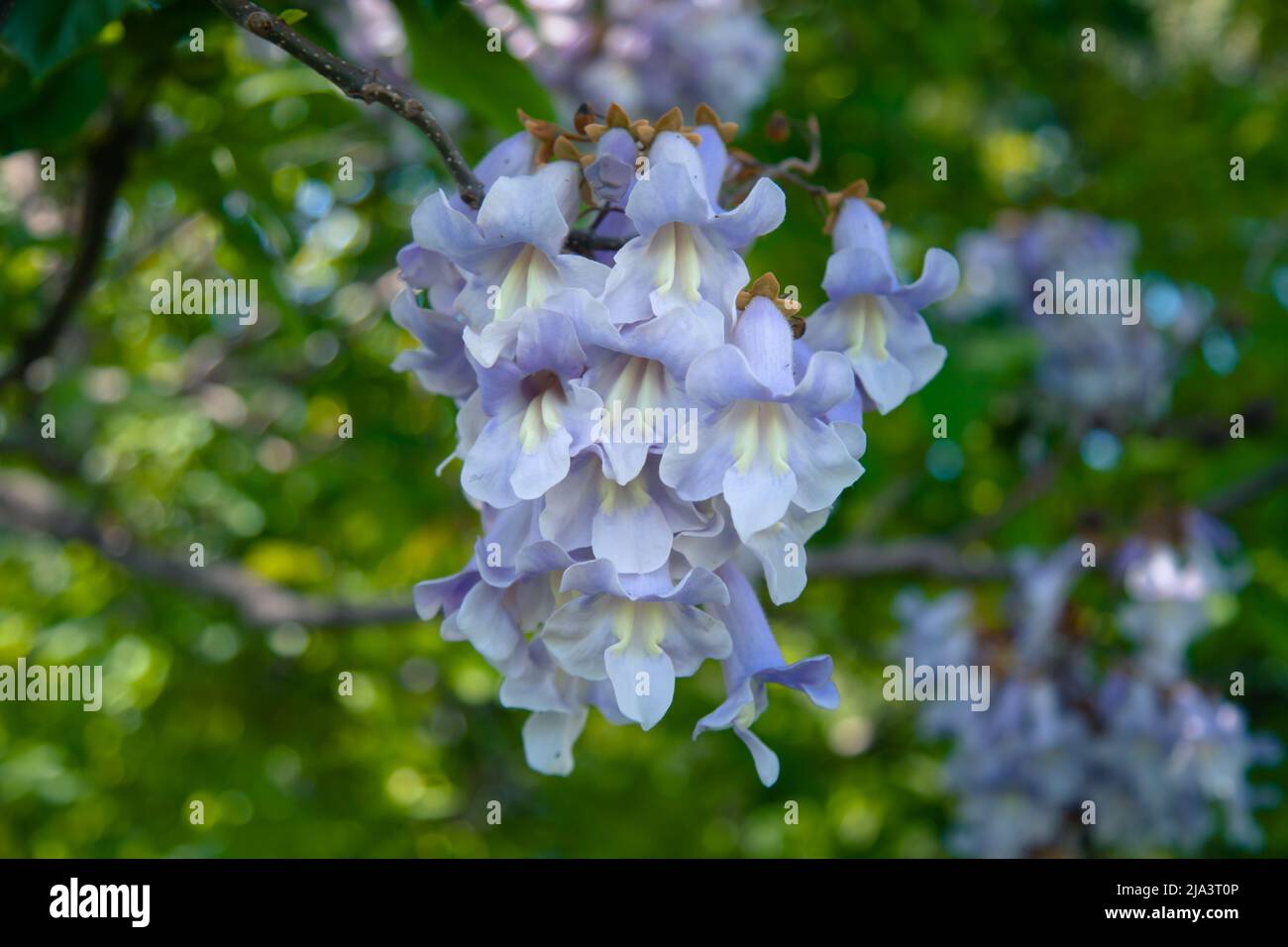 Blüten von Paulownia (lateinisch Paulowania), oder Adams Baum oder der