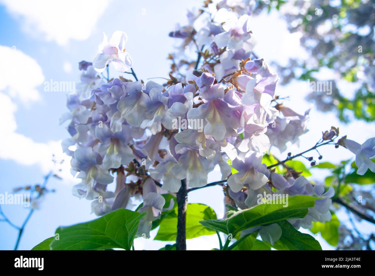 Blüten von Paulownia (lateinisch Paulowania), oder Adams Baum oder der