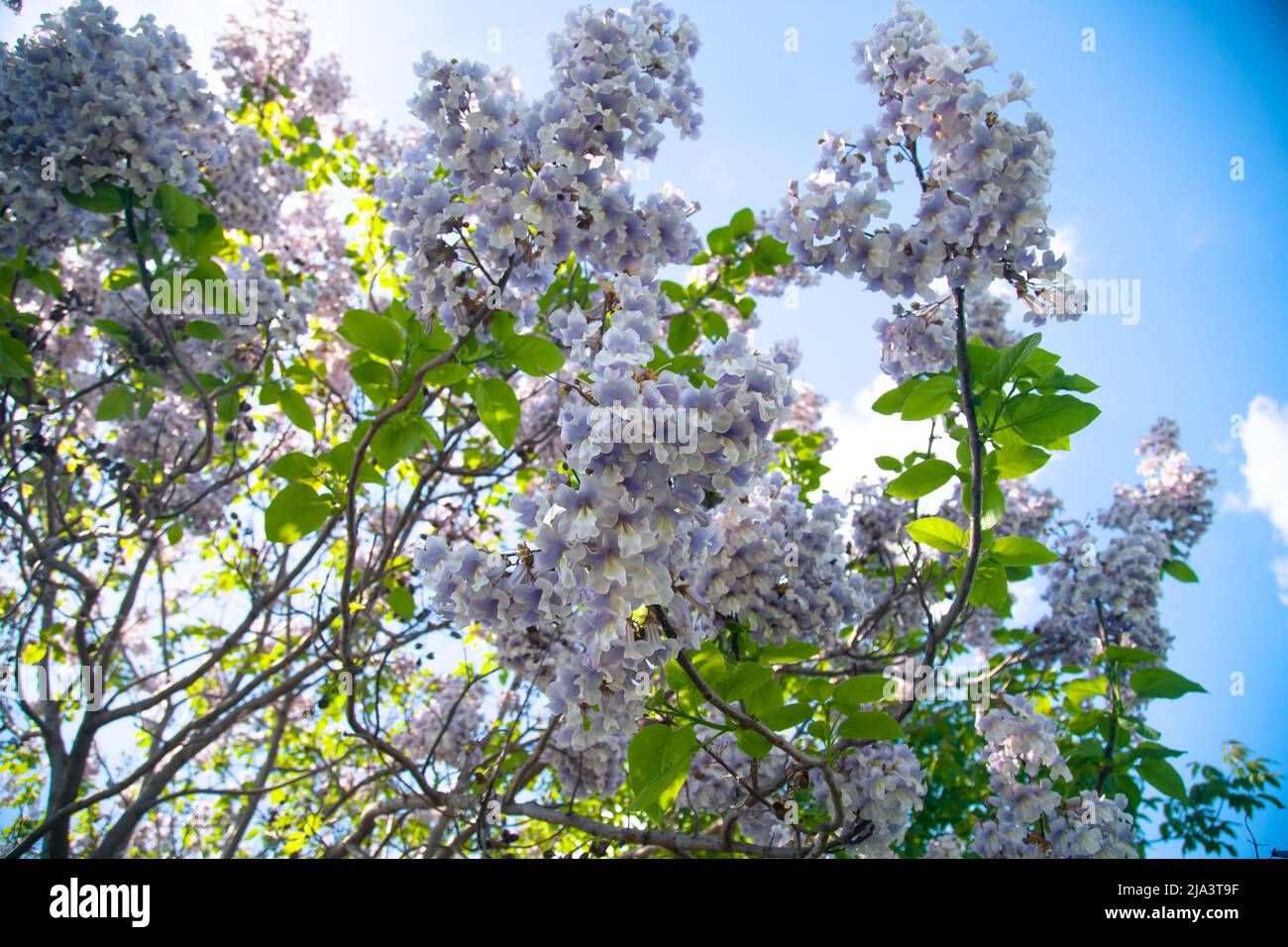 Blüten von Paulownia (lateinisch Paulowania), oder Adams Baum oder der