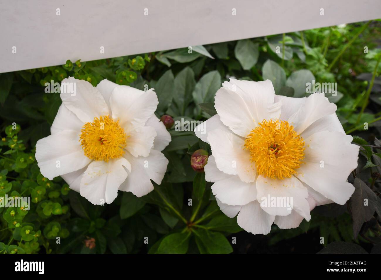 Die Chelsea Flower Show 2022 ist vom 24.. Bis 28.. Mai 2022 geöffnet. Trotz der Gewitter und Überschwemmungen am 24. kamen die Massen, Es sah fantastisch aus mit all den Gärten und Blumenausstellungen. Ein Blumenfest für die Augen. Stockfoto