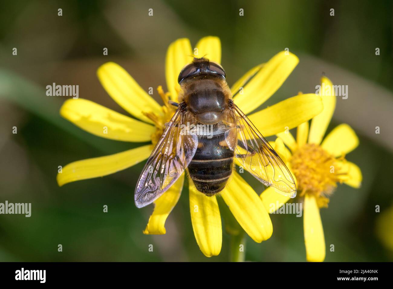 Nahaufnahme einer Schwebefliege (Eristalis tenax) in Ruhe auf einer Blume. Aufgenommen am Nose's Point, Seaham, County Durham, Großbritannien Stockfoto