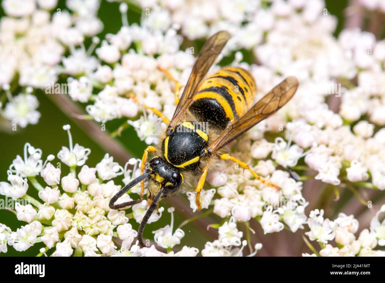 Eine sächsische Wespe (Dolichovespula saxonica?) Futtermittel an Wildblumen. Aufgenommen in der Nähe von Hawthorn Hive, County Durham, Großbritannien Stockfoto