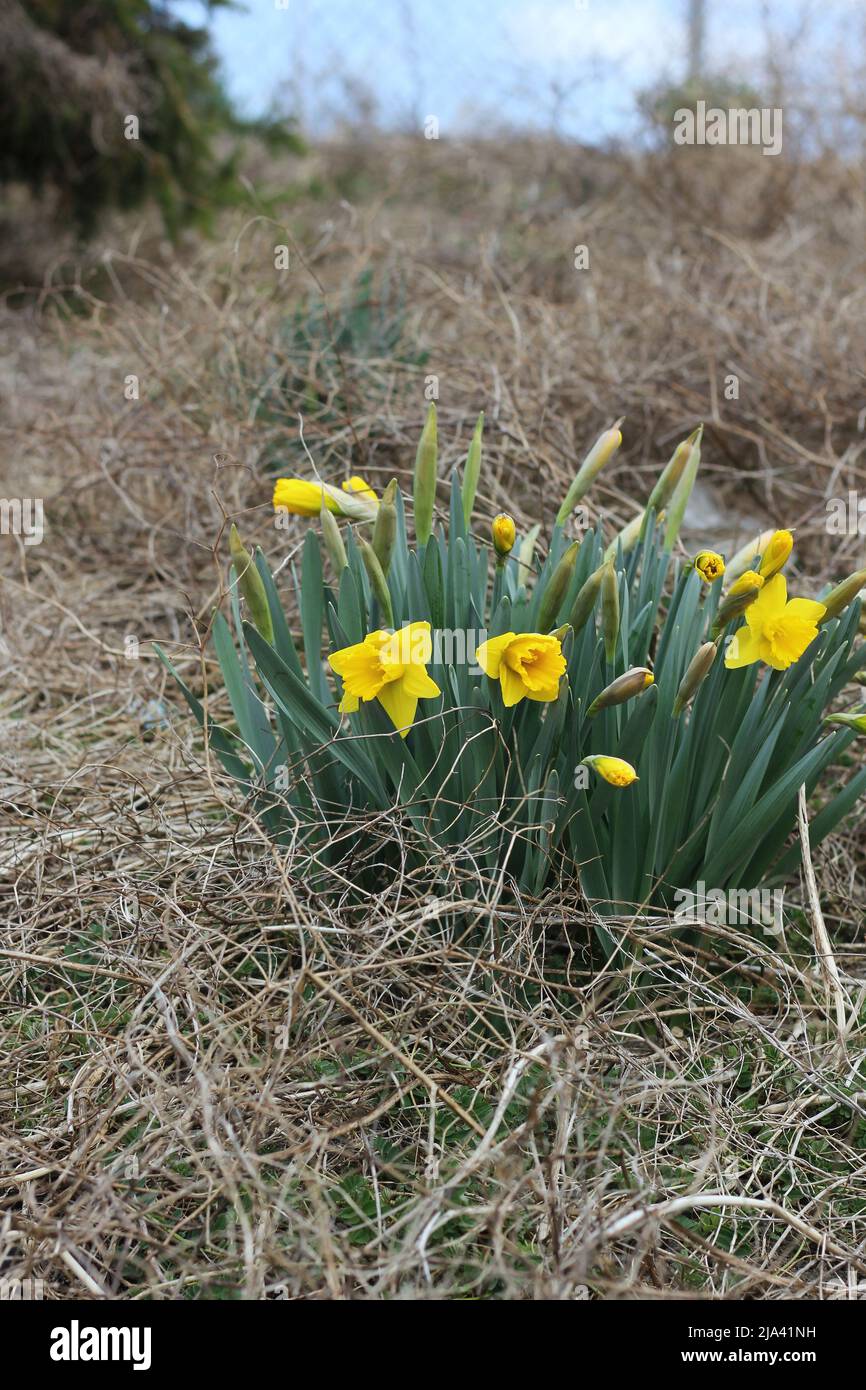 Wilde Narzissenblüten wachsen auf der Seite des Hügels. Stockfoto