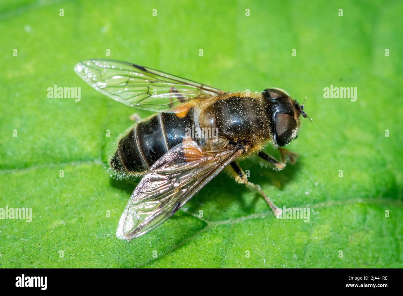 Eine Schwebefliege (Eristalis tenax) in Ruhe auf dem Blatt. Aufgenommen in Hawthorn Hive, Seaham, County Durham, Großbritannien Stockfoto