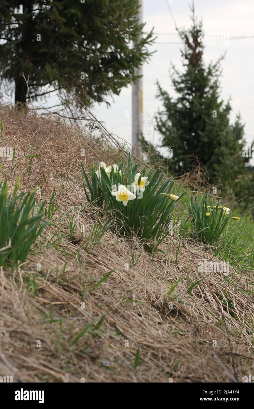 Wilde Narzissenblüten wachsen auf der Seite des Hügels. Stockfoto