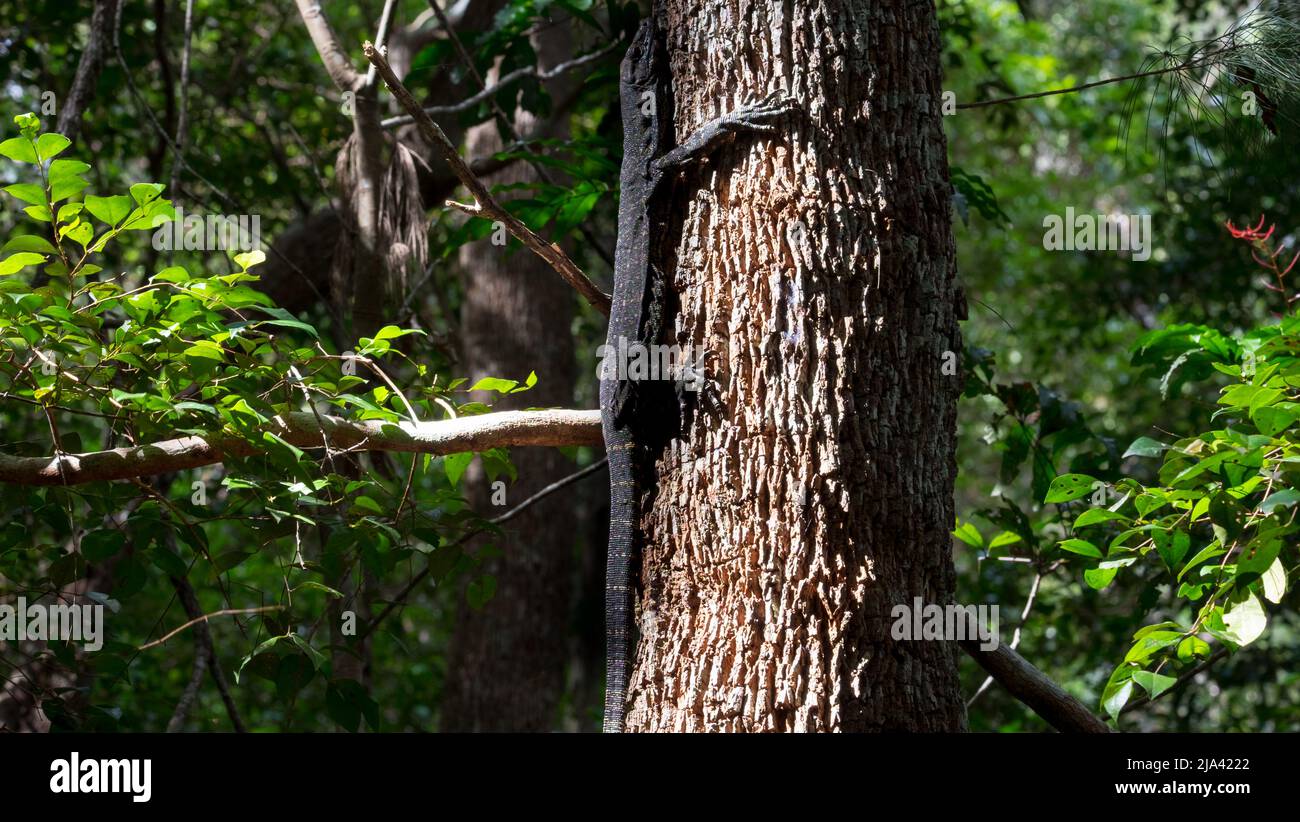 Goanna auf einem Baum Stockfoto