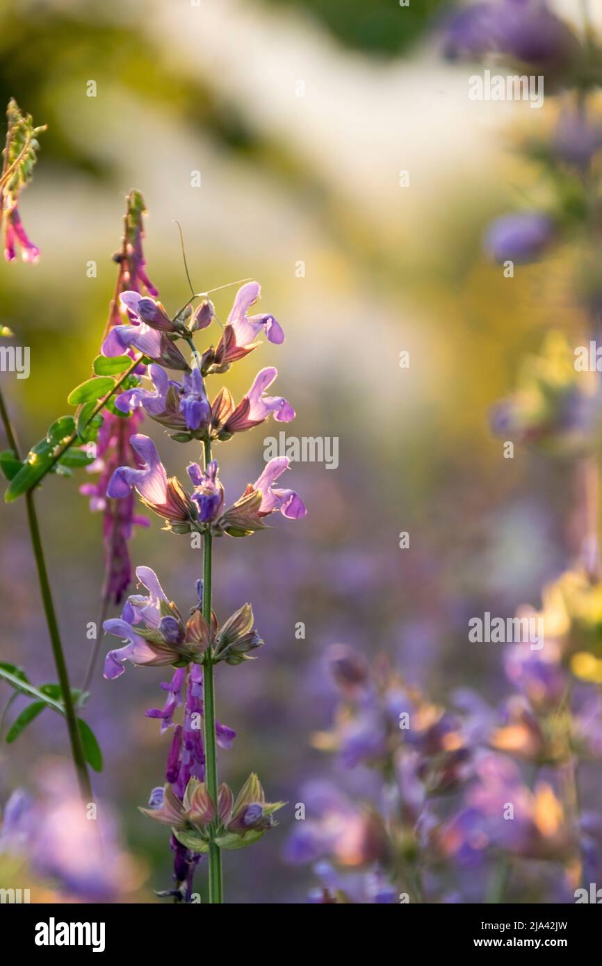 Pianta officinale Stockfotos und bilder Kaufen Alamy