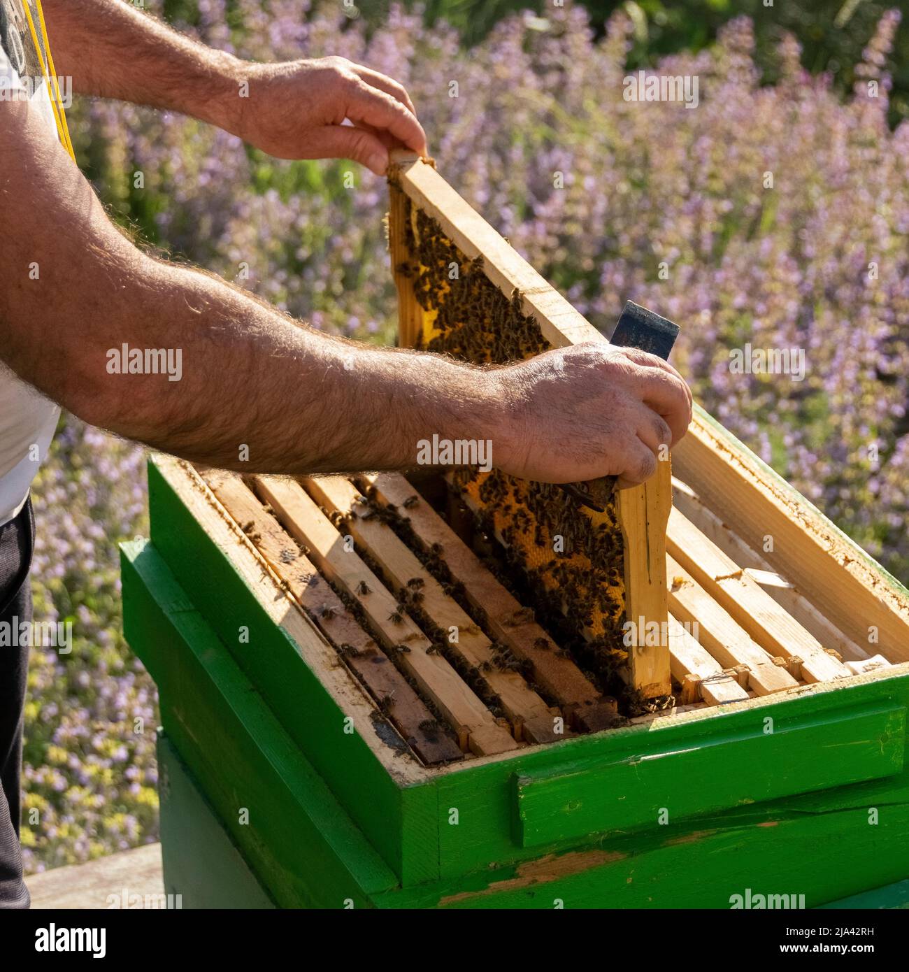 Bienenzucht, Arbeit mit den Bienen, landwirtschaftliche Aktivitäten Stockfoto