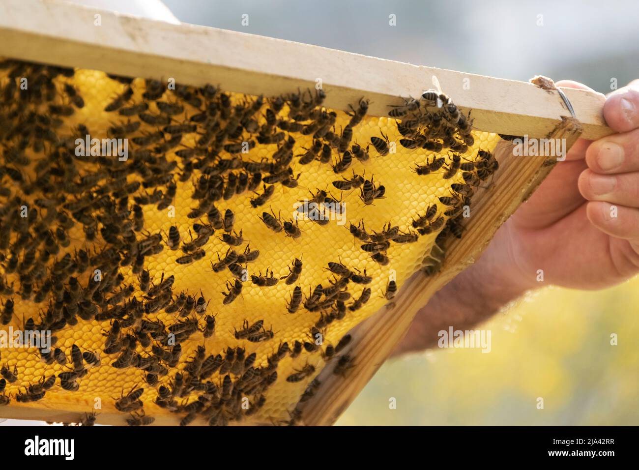 Bienenzucht, Arbeit mit den Bienen, landwirtschaftliche Aktivitäten Stockfoto