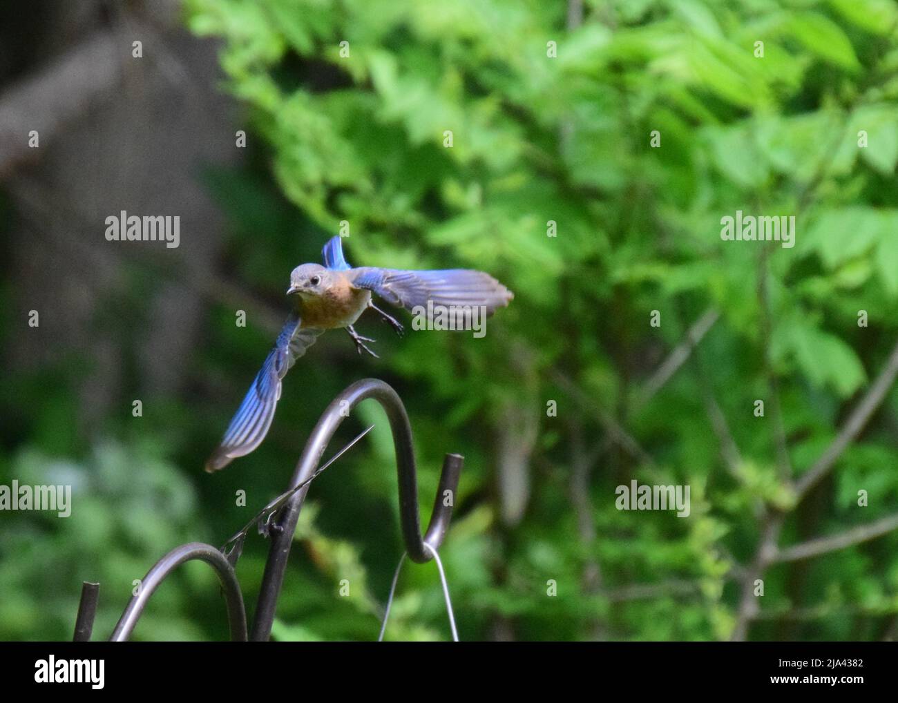 Bluebird im Flug Stockfoto