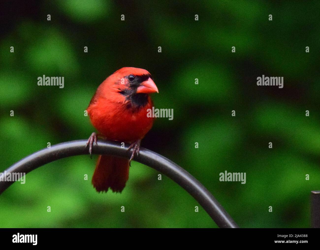 Kardinal am Schrägförderer Stockfoto
