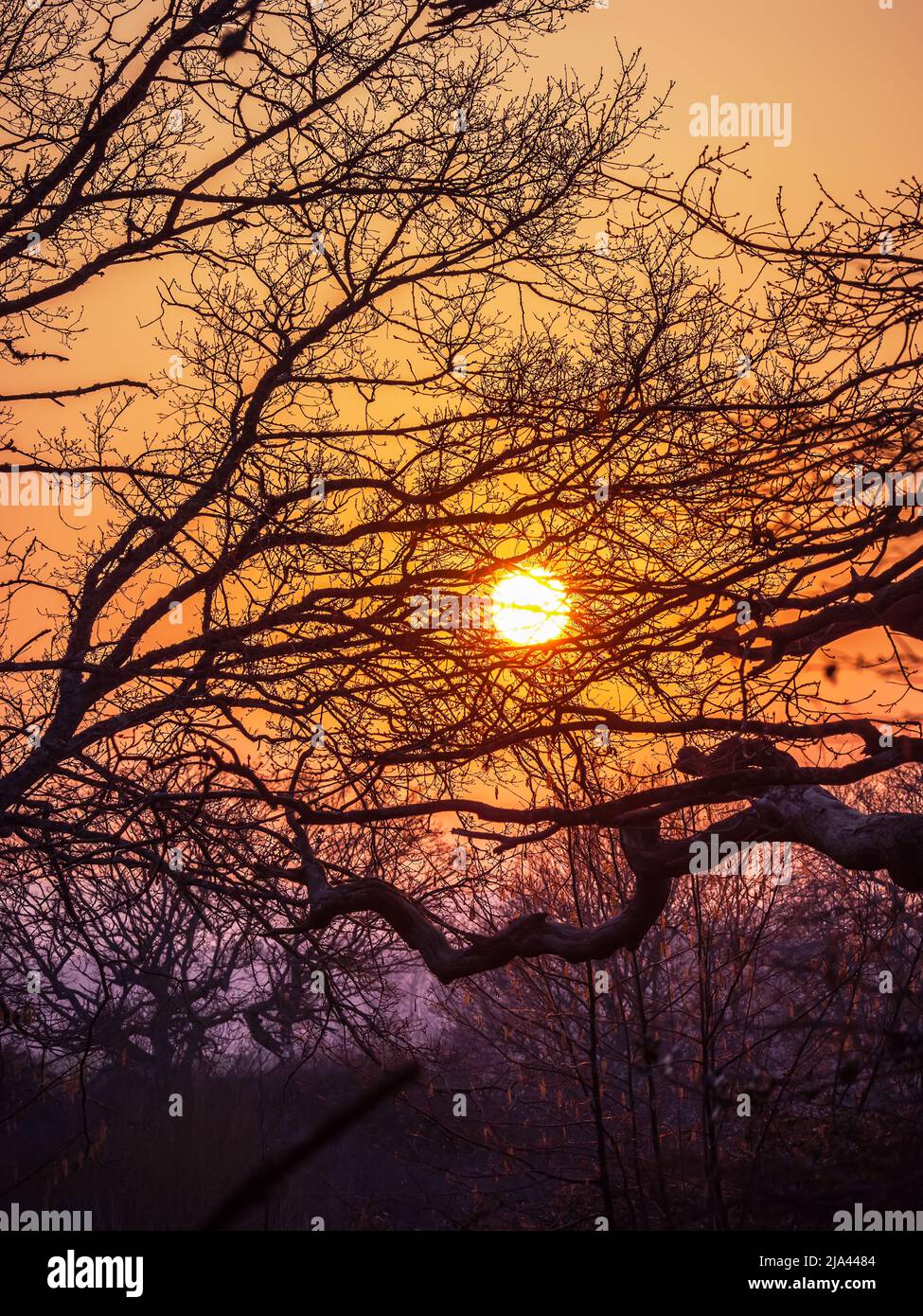 Sonnenuntergang durch die Äste von Bäumen Southdowns West Sussex UK Stockfoto