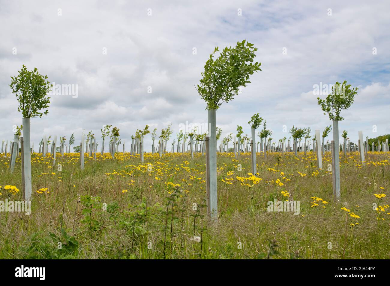 Junge gepflanzte Bäume in der Landschaft von cotswold. Cotswolds, Oxfordshire, England Stockfoto
