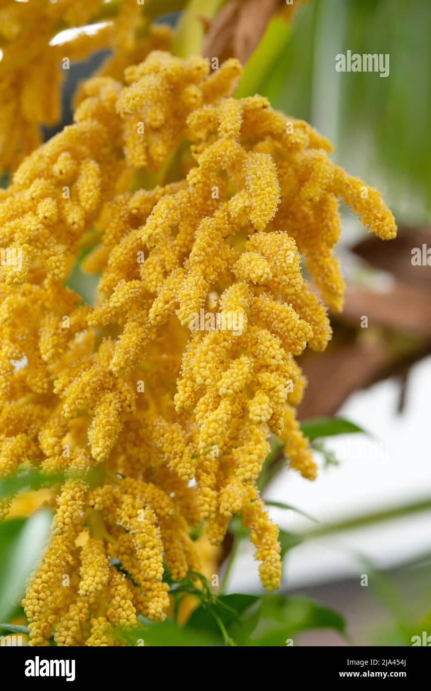 Chusan Palm Flowers, Trachycarpus Fortunei Stockfoto