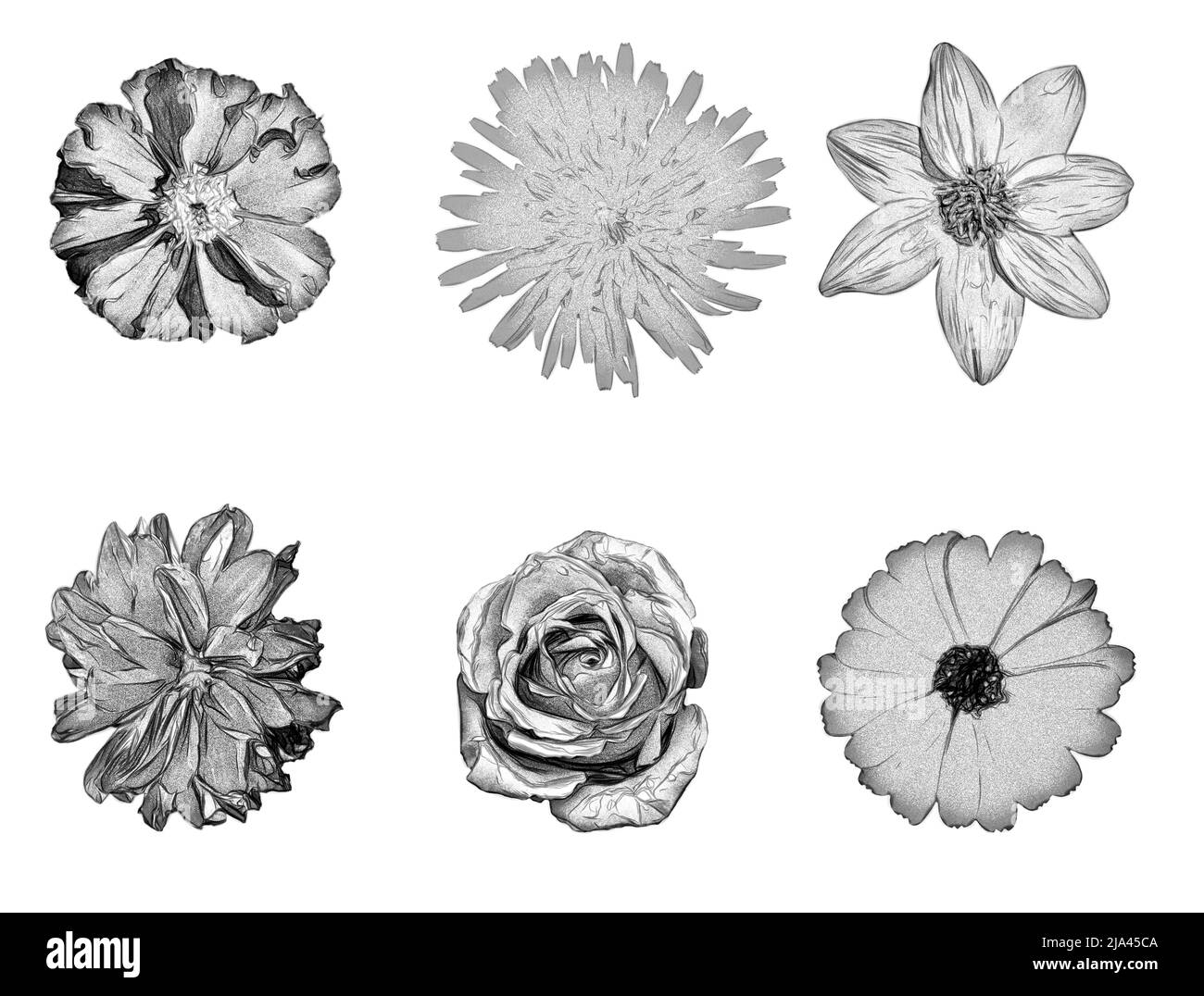 Schwarz-Weiß-Zeichnung Satz von Blumen auf weißem Hintergrund Stockfoto