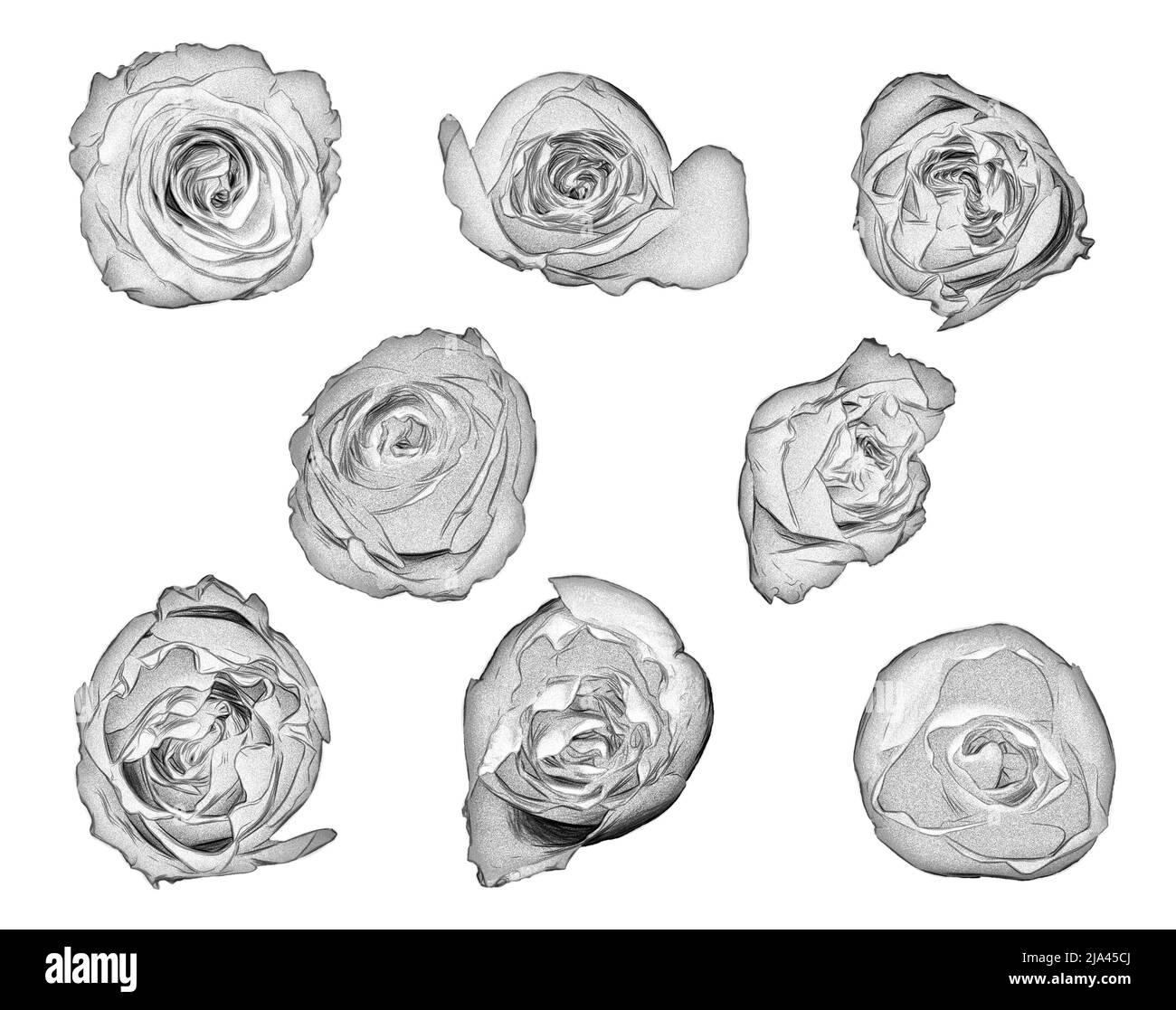 Schwarz-Weiß-Zeichnung Satz von Blumen auf weißem Hintergrund Stockfoto