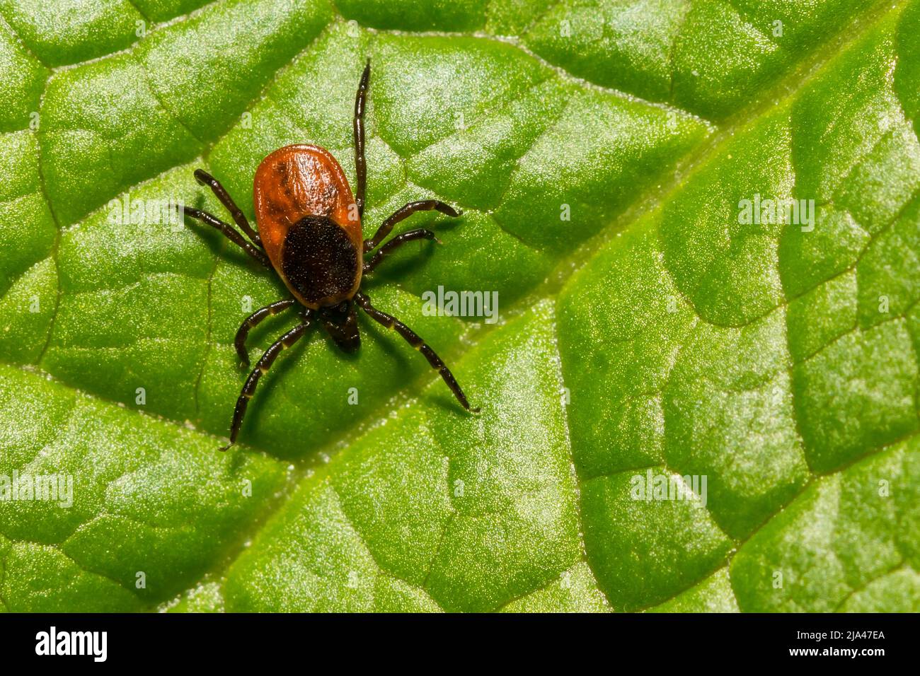 Blacklegged or Deer Tick - Ixodes scapularis Stockfoto