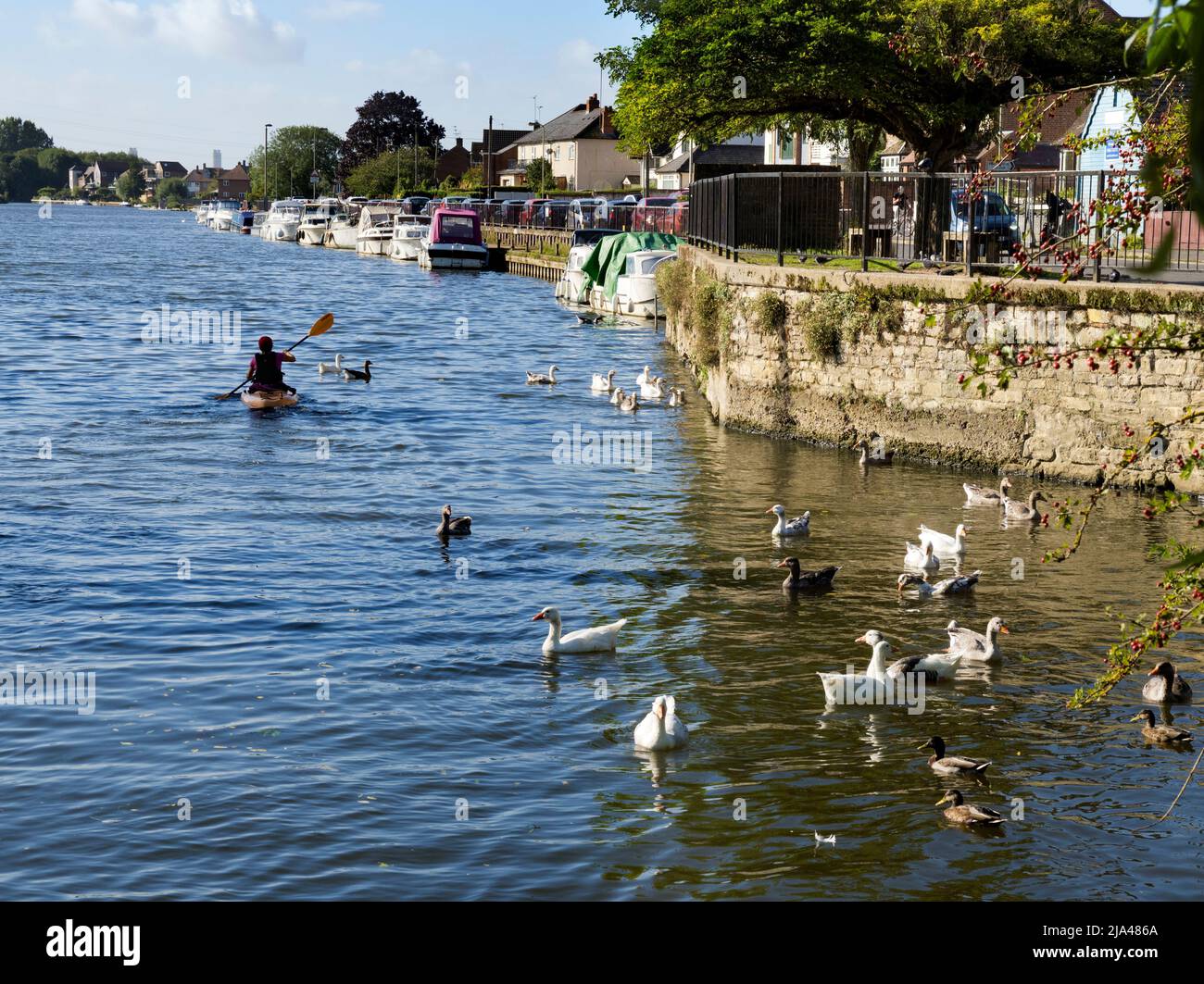 Abingdon, England - 20. August 2020; eine Person mit Schuss, Kanufahren auf dem Fluss. Saint Helen's Wharf ist ein bekannter Schönheitsort an der Themse Stockfoto