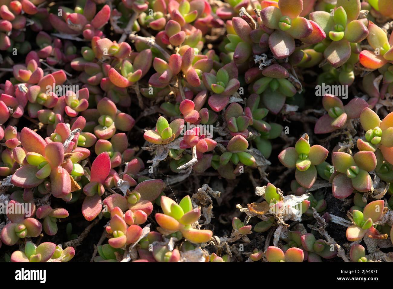 Delosperma Lineare, Mehrjährige Purslane vor der Blüte im Frühjahr Stockfoto