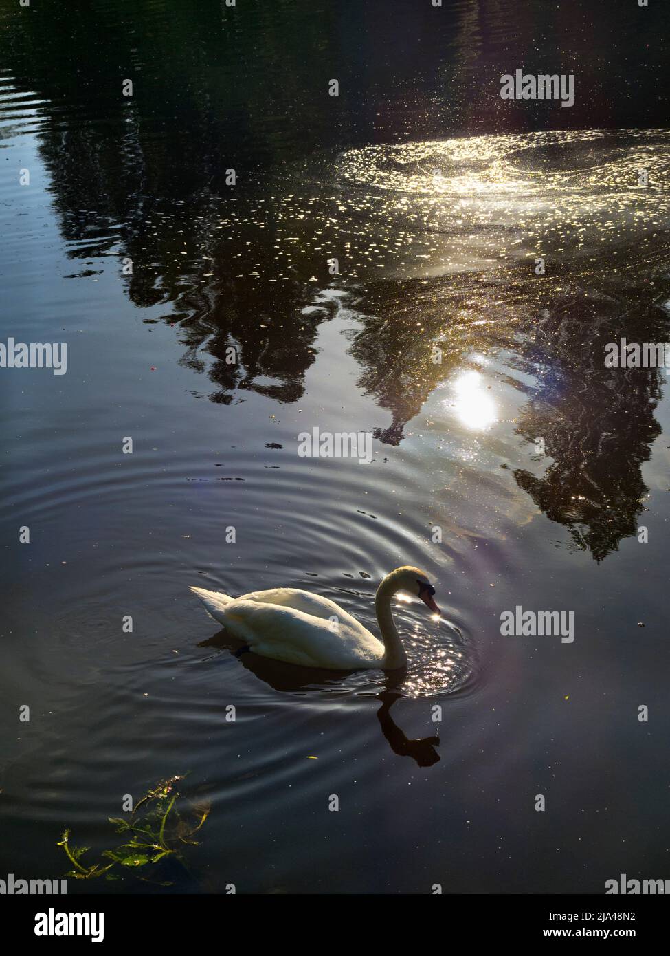 Ich leide unter einer seltsamen Täuschung; das Hinunterblicken ins Wasser erinnert mich oft an sternenklare Nächte oder galaktische Ausblicke. Nehmen Sie diese Ansicht, zum Beispiel - Es ist ac Stockfoto