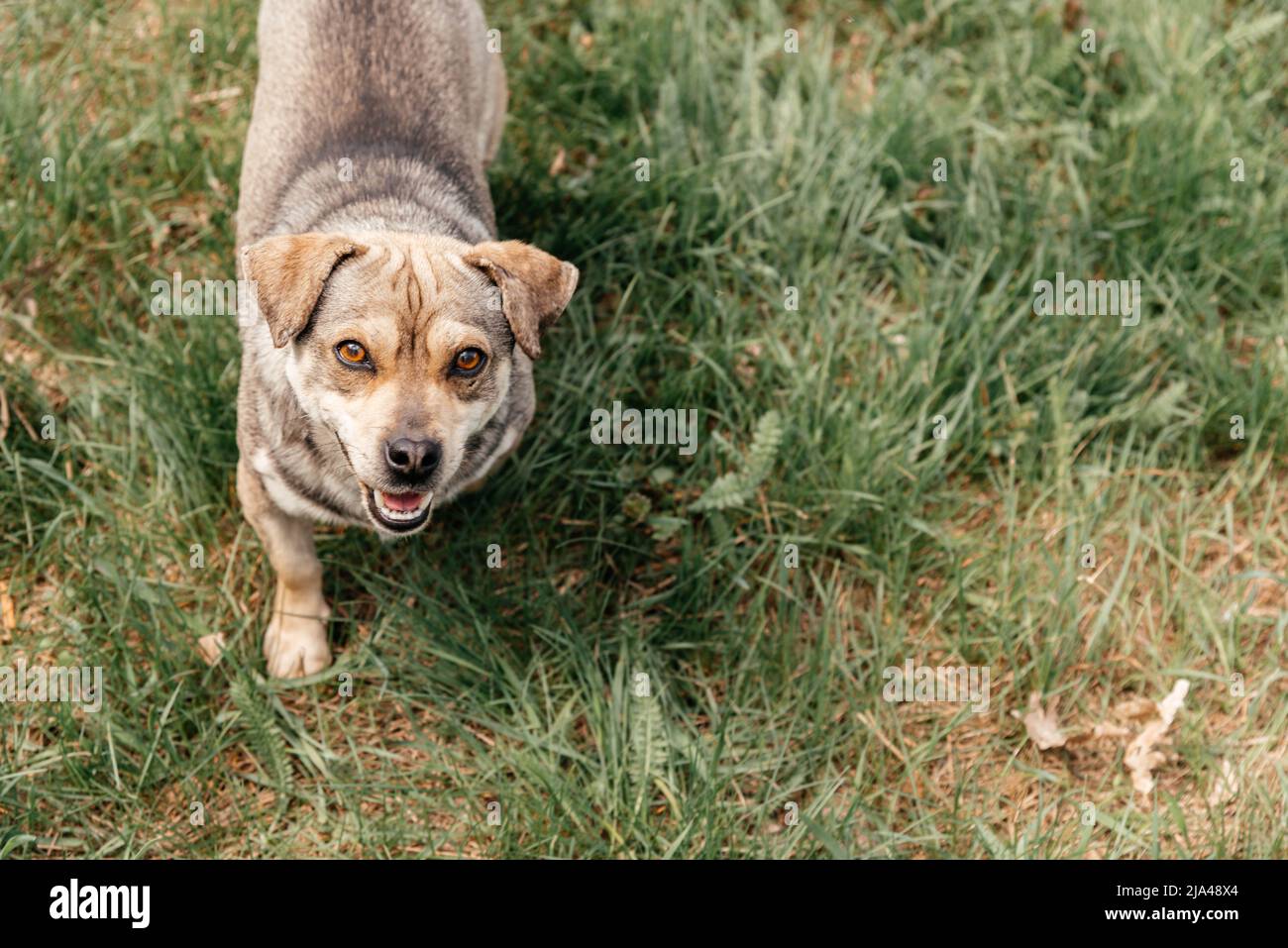 Lächelnder Hund auf der Wiese. Hochwertige Fotos Stockfoto