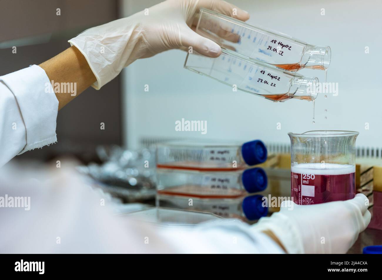 Wissenschaftler giessen den Inhalt einer Flasche in einen Becher im Strömungsschrank Stockfoto