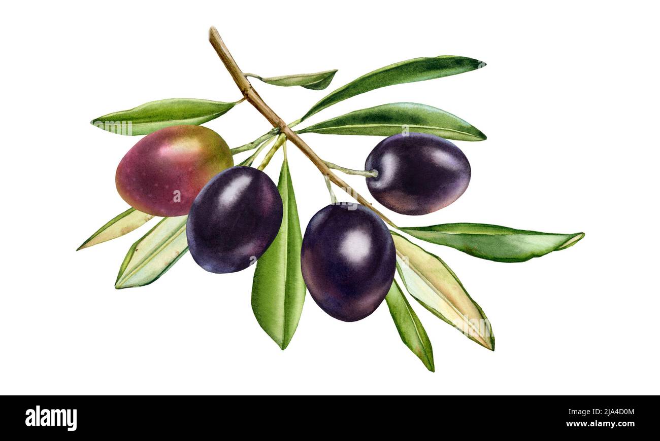 Schwarzer Olivenzweig. Aquarell glänzende Früchte mit Blättern. Realistische Malerei mit frischen reifen lila Oliven. Botanische Abbildung auf weiß. Von Hand gezeichnet Stockfoto