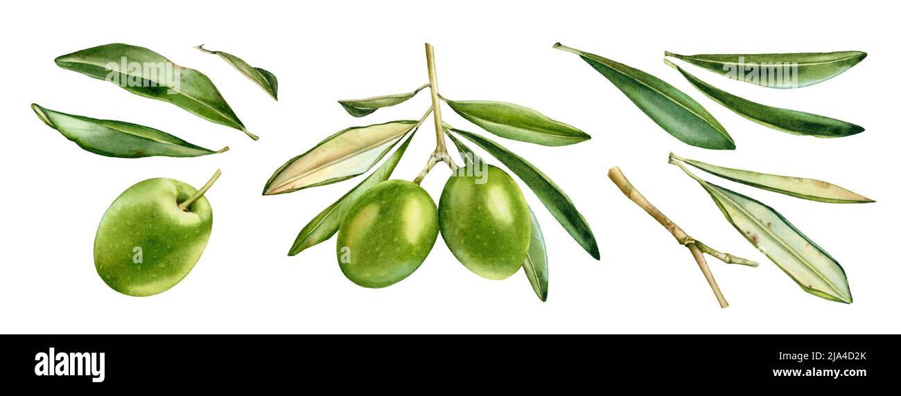 Aquarell grüne Oliven Sammlung. Reife Früchte auf Zweig mit Blättern. Satz separater Designelemente. Realistische botanische Illustration mit Fresh Stockfoto