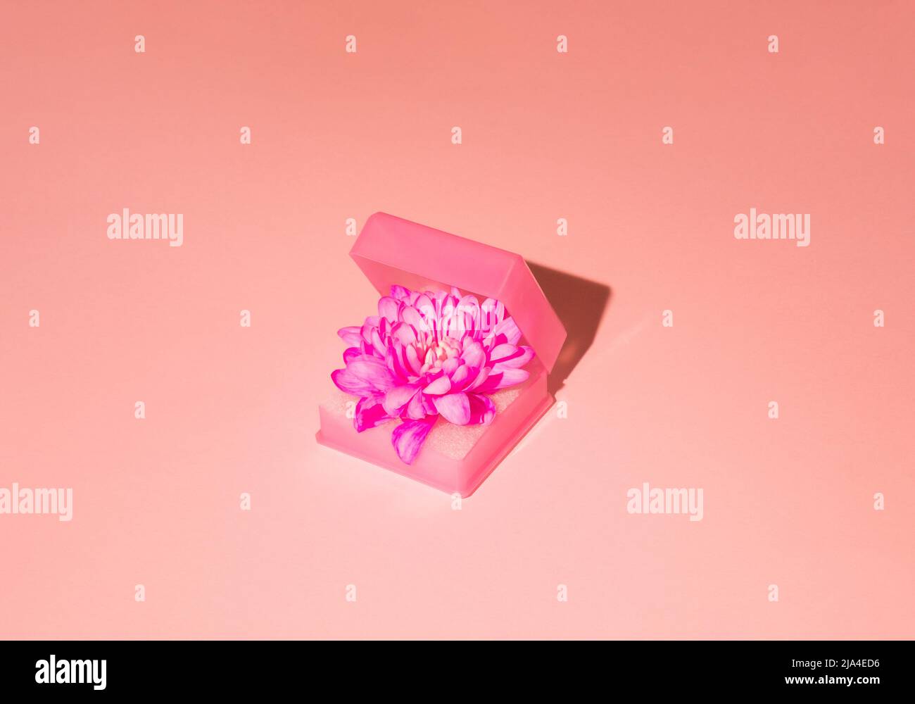 Kreatives Minimalkonzept aus rosa Frühlingsblume in Verlobungsring-Box auf pastellrosa Hintergrund. Moderne monochromatische flache Lay-Komposition Stockfoto