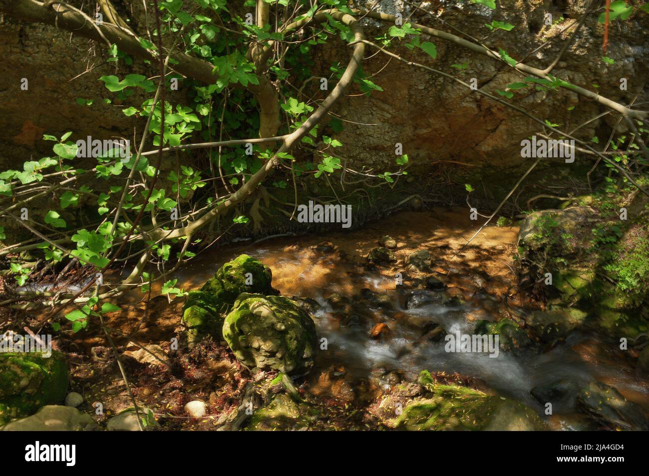 Brooks Bank im Norden Israels. Ayun Stream Nature Reserve Stockfoto