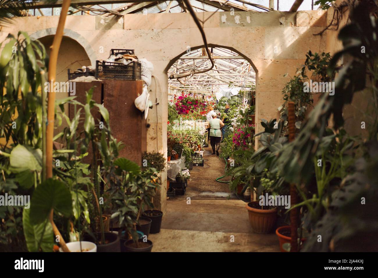 Arbeiter in einem Gewächshaus. Kleine Gruppe von Saisonarbeitern. Die Leute arbeiten im Sommer in einem Gewächshaus. Osteuropa. Chișinău, Moldau - JUNI 2022 Stockfoto