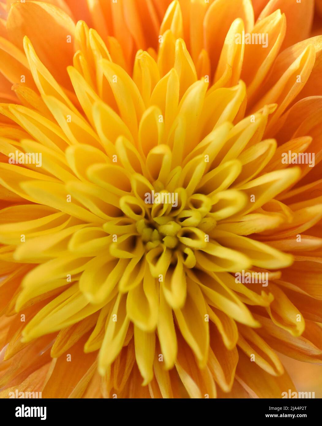 Zweifarbige orange und gelbe Dahlie Stockfoto