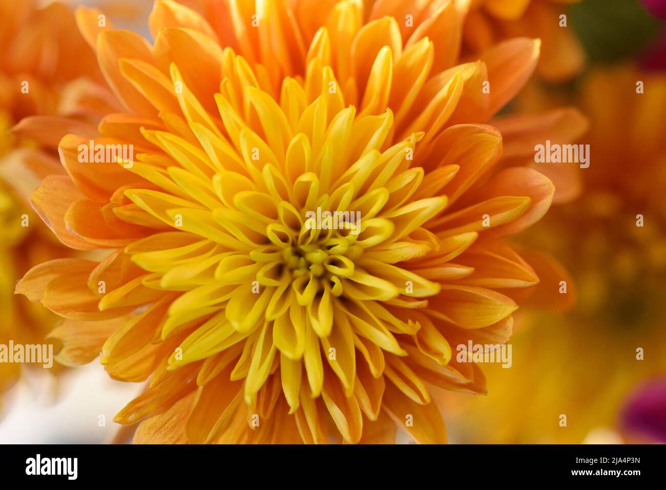 Zweifarbige orange und gelbe Dahlie Stockfoto