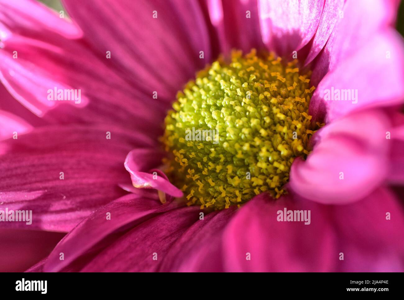 Rosa Dahlie mit gelber Mitte Stockfoto