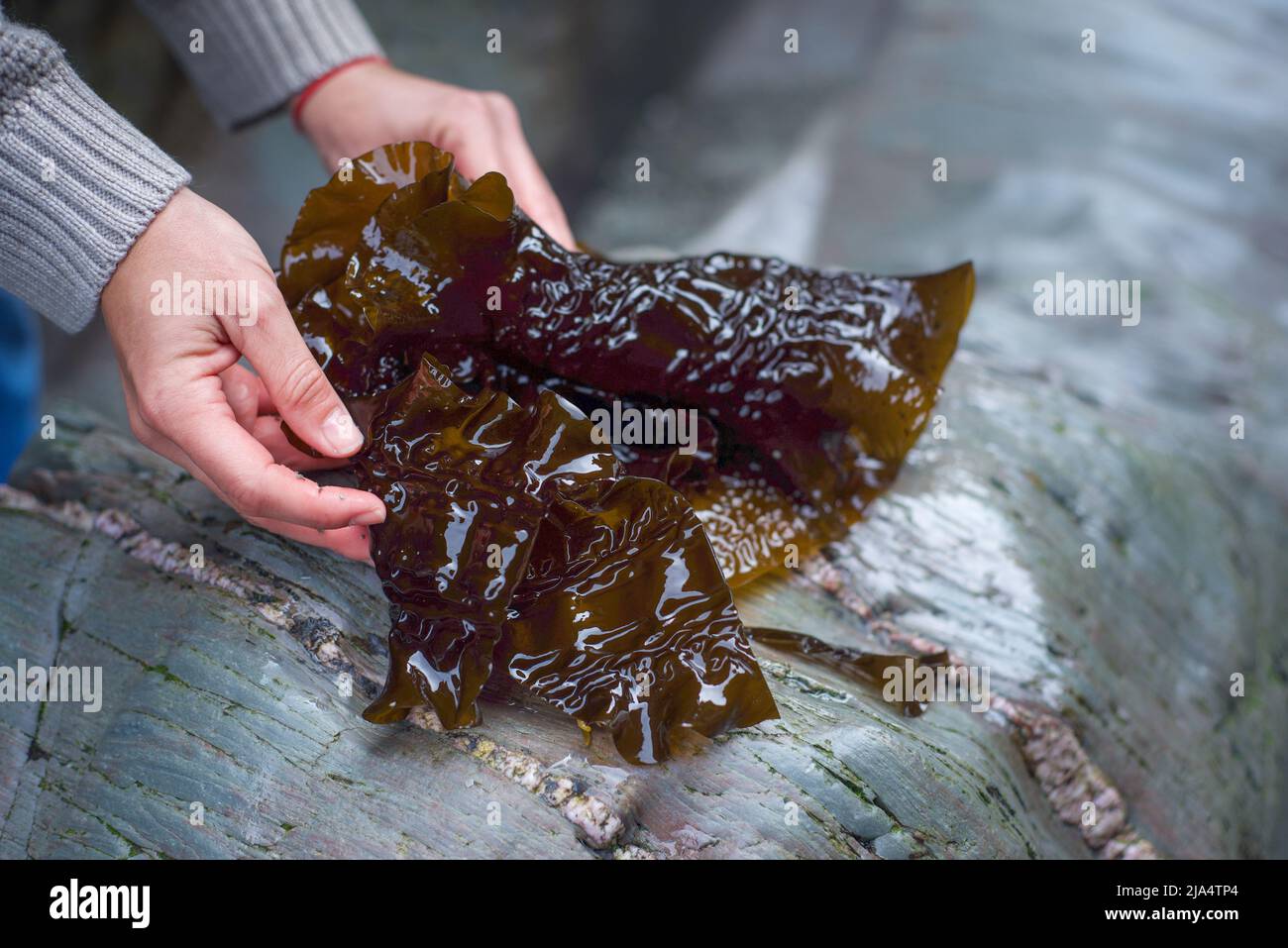 Zuckerkelp (Teufelsschürze), frisch aus dem Atlantik geerntet. Kombu Stockfoto