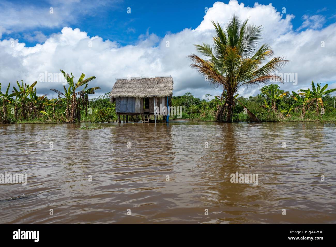 Amazon Rainforest Riverbank. Segeln Sie den Fluss Yanayacu entlang im Amazonasdschungel, in der Nähe von Iquitos, Peru. Südamerika. Stockfoto