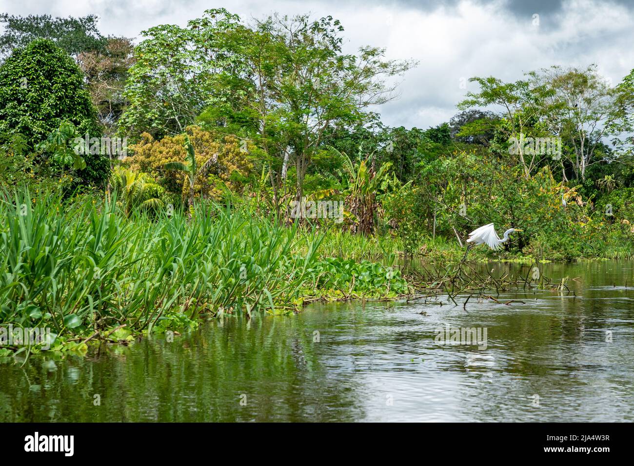 Amazon Rainforest Riverbank. Segeln Sie den Fluss Yanayacu entlang im Amazonasdschungel, in der Nähe von Iquitos, Peru. Südamerika. Stockfoto