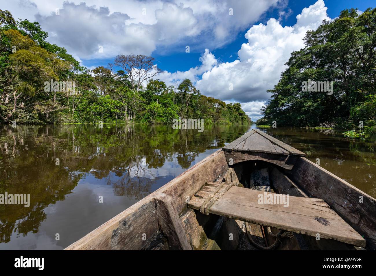 Amazon Rainforest Riverbank. Segeln Sie den Fluss Yanayacu entlang im Amazonasdschungel, in der Nähe von Iquitos, Peru. Südamerika. Stockfoto